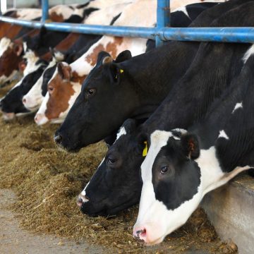 Dairy Farming
